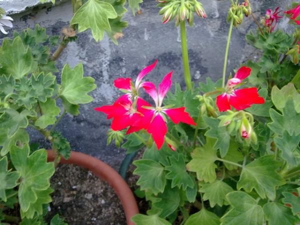 Pripravek iz geranije proti kašlju